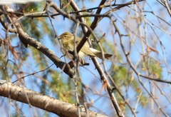 Phylloscopus trochilus