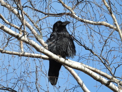 Corvus corax