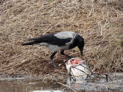 Corvus cornix