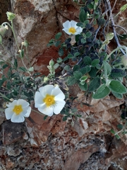 Cistus salviifolius