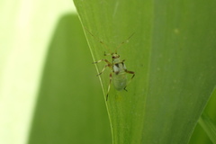 Calocoris alpestris