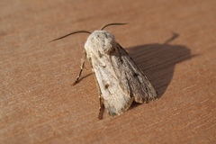 Agrotis turatii