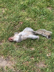 Sciurus carolinensis