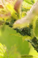 Aphis urticata