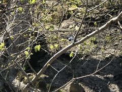 Setophaga caerulescens