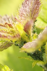 Aphis urticata