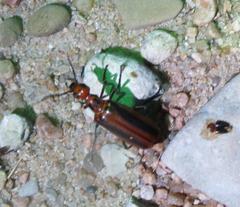 Pyrota tenuicostatis