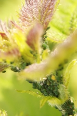 Aphis urticata