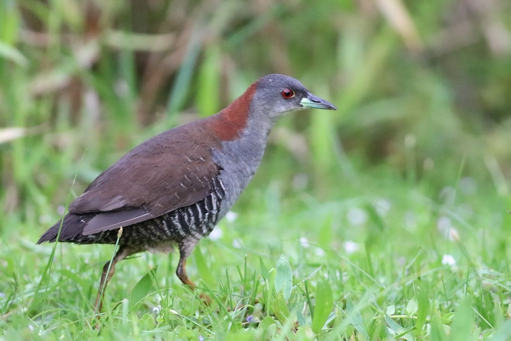 Gray-breasted Crake photo