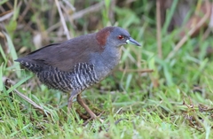 Laterallus exilis