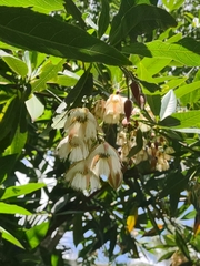 Elaeocarpus grandiflorus