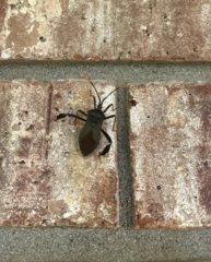 Acanthocephala thomasi