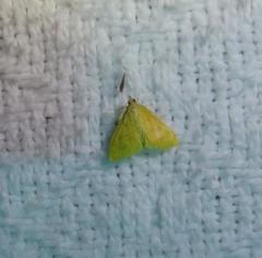 Loxomorpha flavidissimalis