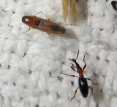 Conoderus vespertinus