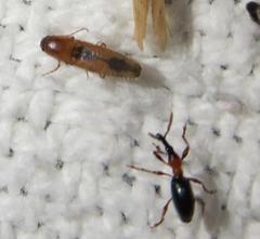 Cylas formicarius