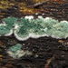 Trichoderma - Photo (c) Katja Schulz, some rights reserved (CC BY)