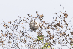 Brachygastra mellifica