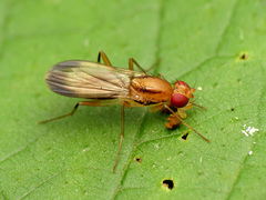 Clusia lateralis