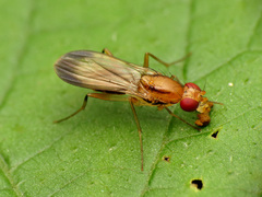Clusia lateralis