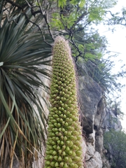Agave bracteosa