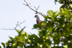 Patagioenas
