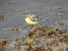 Motacilla citreola