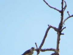 Falco sparverius paulus