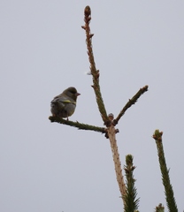 Chloris chloris