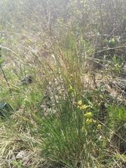 Helictotrichon desertorum