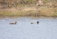Anas platyrhynchos