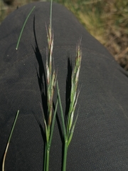 Helictotrichon desertorum