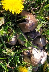 Agaricales
