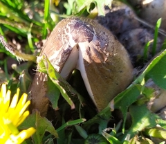 Agaricales