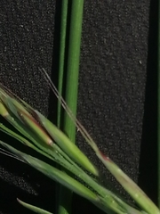 Helictotrichon desertorum