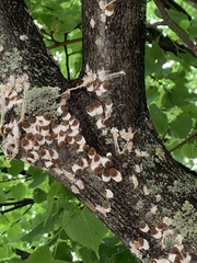 Pulvinaria innumerabilis