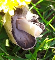 Agaricales