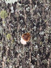 Pulvinaria innumerabilis