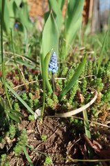 Muscari azureum