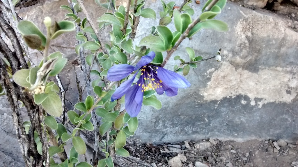 Setchellanthus caeruleus