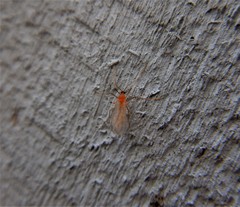 Monarthropalpus flavus