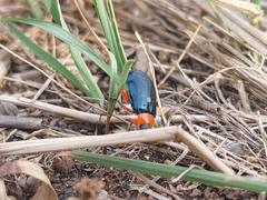 Asphaera abdominalis