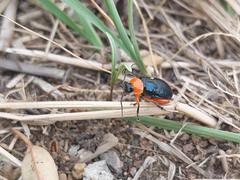 Asphaera abdominalis