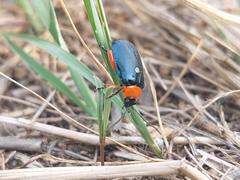 Asphaera abdominalis