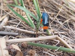 Asphaera abdominalis