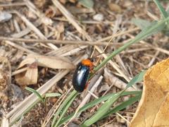 Asphaera abdominalis