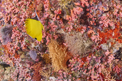 Cladopsammia gracilis