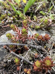 Sedum stenopetalum