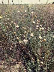 Centaurea protomargaritacea