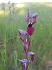 Serapias × ambigua