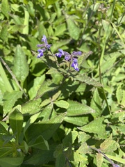 Salvia urticifolia